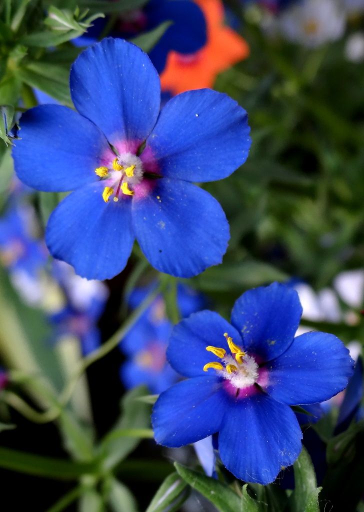 Anagallis Angie Blue, Pimpernel